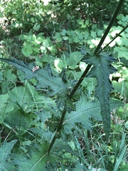 Cirsium rivulare