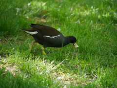 Gallinula chloropus