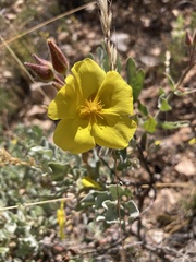 Cistus atriplicifolius