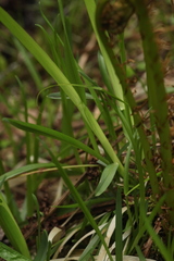Poa remota