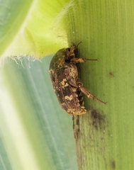 Protaetia fusca