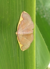 Nothomiza flavicosta