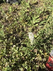 Lysimachia barystachys