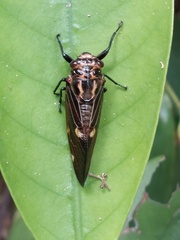 Balinta tenebricosa