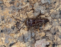 Eulichadidae
