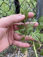 Torilis arvensis recta