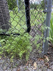 Torilis arvensis recta