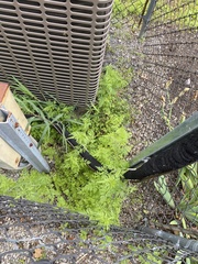 Torilis arvensis recta