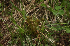 Poa remota