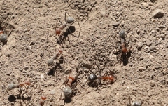 Myrmecocystus melliger