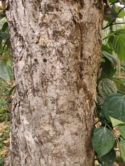 Sapindus trifoliatus