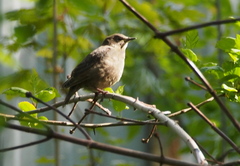 Sturnus vulgaris