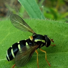 Xanthogramma citrofasciatum