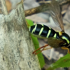 Xanthogramma citrofasciatum