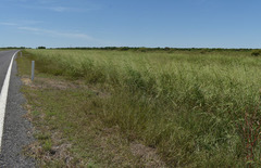 Oryza australiensis