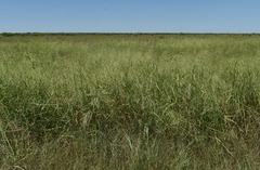 Oryza australiensis