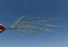Oryza australiensis