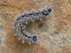 Nymphalis polychloros