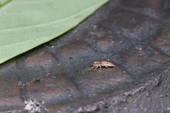 Padillothorax semiostrinus