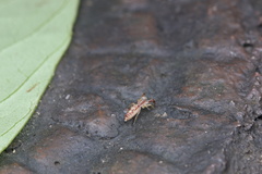 Padillothorax semiostrinus