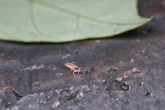 Padillothorax semiostrinus