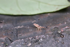 Padillothorax semiostrinus