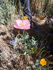Papaver somniferum