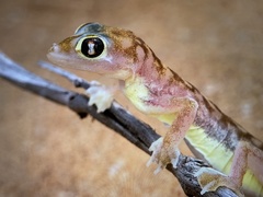 Pachydactylus rangei