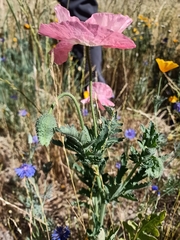 Papaver somniferum
