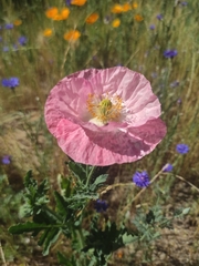 Papaver somniferum
