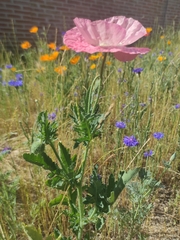 Papaver somniferum