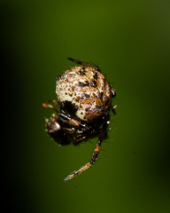 Dipoena melanogaster