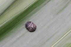 Calacta lugubris