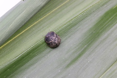 Calacta lugubris
