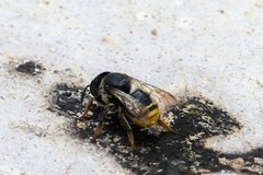 Paraanthidium