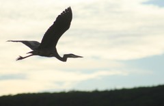 Ardea herodias herodias