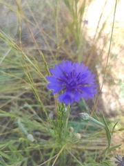 Centaurea cyanus