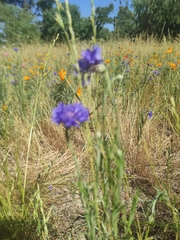 Centaurea cyanus
