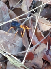 Leptodialepis bipartitus