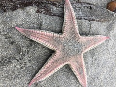 Bollonaster pectinatus