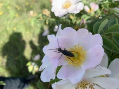Anastrangalia dubia