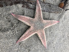 Bollonaster pectinatus
