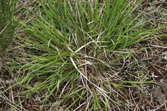Carex deflexa