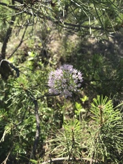 Allium macrostemon