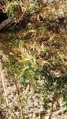 Acanthocarpus preissii