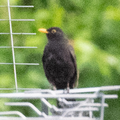 Turdus merula