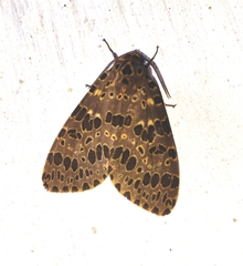 Olepa ricini