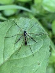 Ptychoptera contaminata