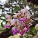 Curled Aerides - Photo (c) Rohit Naniwadekar, some rights reserved (CC BY), uploaded by Rohit Naniwadekar