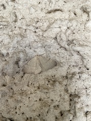 Adactylotis gesticularia